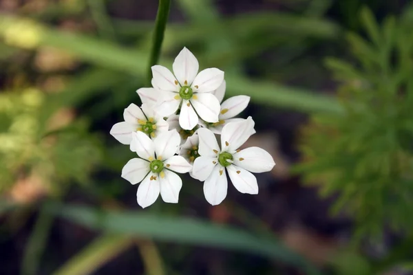 Bloemen — Stockfoto