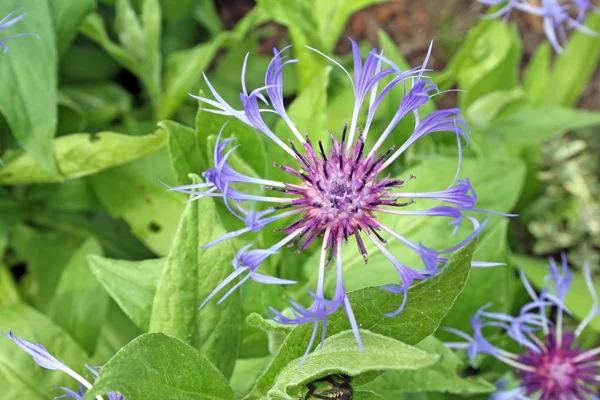 Flowers — Stock Photo, Image