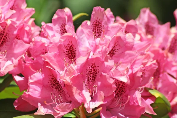 stock image Flowers