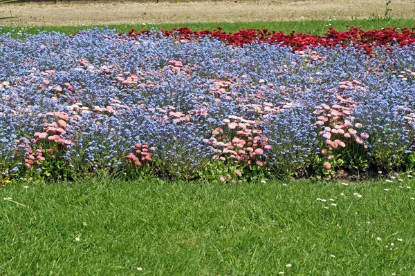 Blumen — Stockfoto