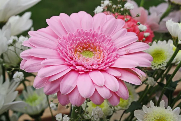 Gerbera květina — Stock fotografie