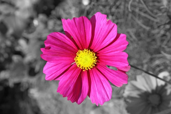 Flores cor de rosa — Fotografia de Stock