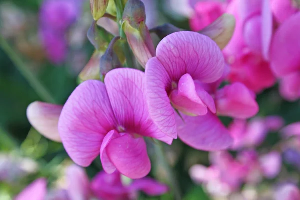 Flores cor de rosa — Fotografia de Stock