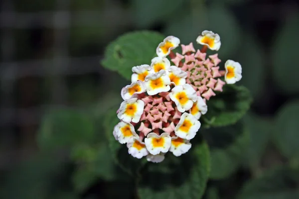 粉色的花 — 图库照片