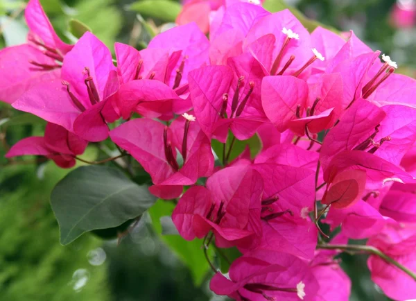 Flores cor de rosa — Fotografia de Stock