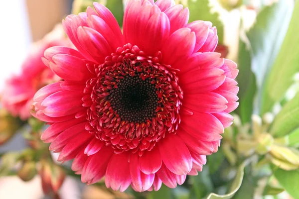 Gerbera květina — Stock fotografie