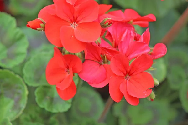 Um monte de flores bonitas — Fotografia de Stock