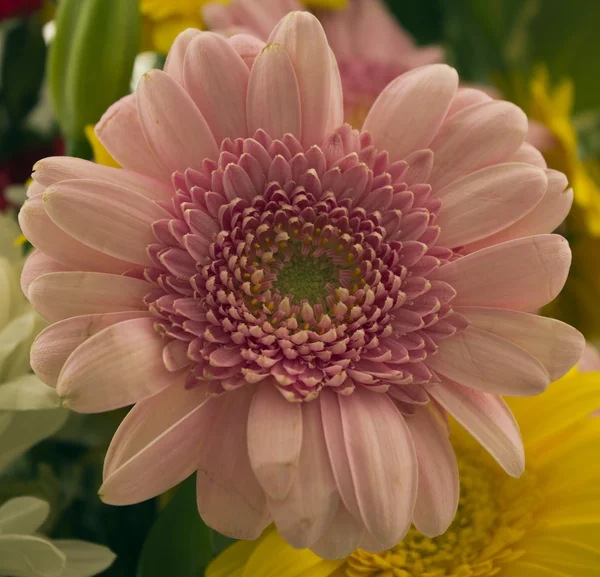 Strauß hübscher Blumen — Stockfoto