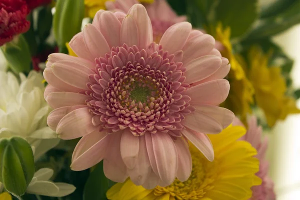Strauß hübscher Blumen — Stockfoto