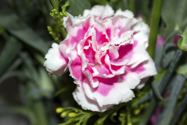 カーネーションの花 — ストック写真