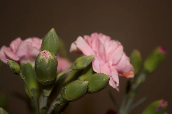 Ramo de flores bonitas —  Fotos de Stock