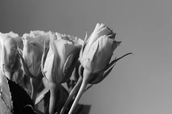 Um monte de flores bonitas — Fotografia de Stock