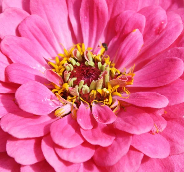 百日草の花 — ストック写真