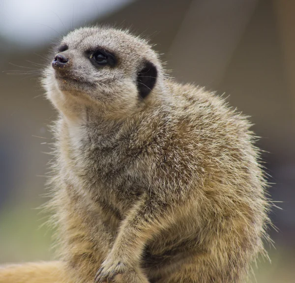 Betäubendes Erdmännchen — Stockfoto