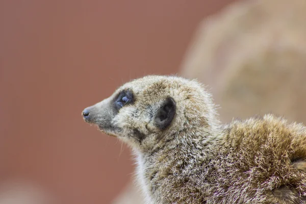 Impressionante meerkat — Fotografia de Stock