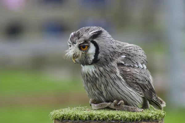 Tiny owl — Stock Photo, Image