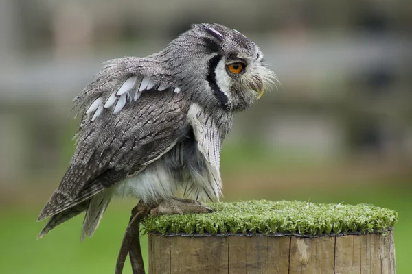 小さいフクロウ — ストック写真