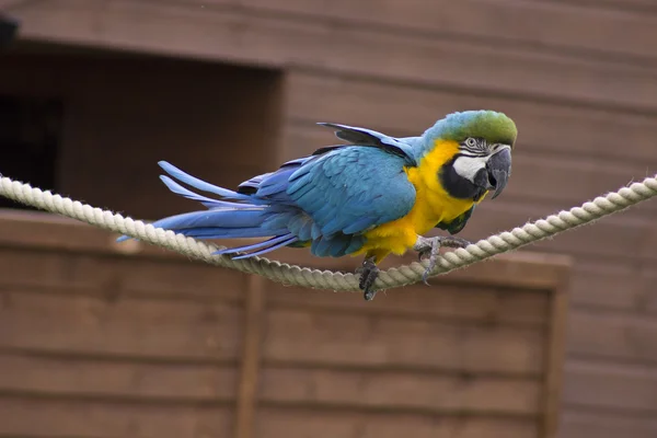 Nádherný papoušek — Stock fotografie