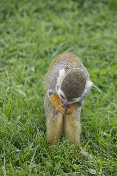 Macaco-esquilo — Fotografia de Stock