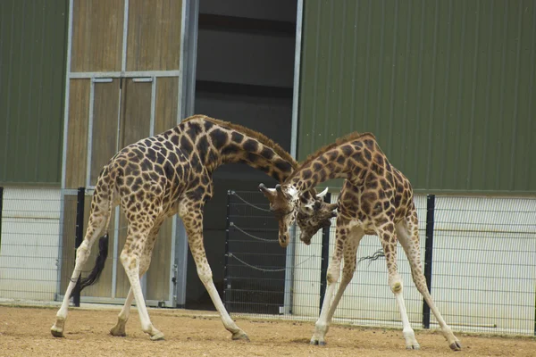 Giraffe — Stockfoto