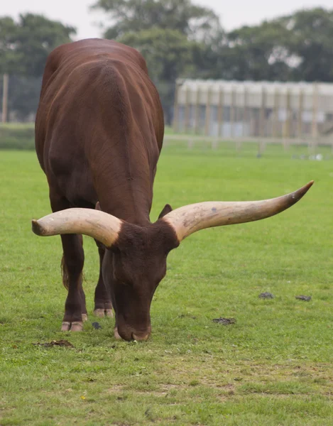 Ankole — Stock Photo, Image