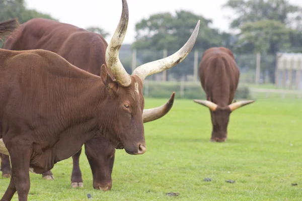 Ankole — Stock Photo, Image