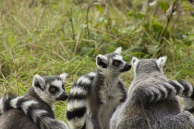 Halka Kuyruklu Lemur