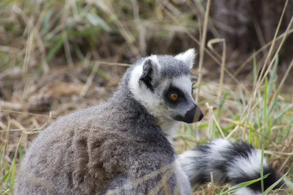 Halka Kuyruklu Lemur — Stok fotoğraf