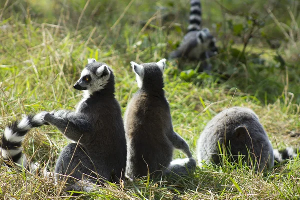 Lemur Ekor Cincin — Stok Foto