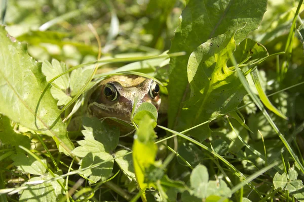 Frog — Stock Photo, Image