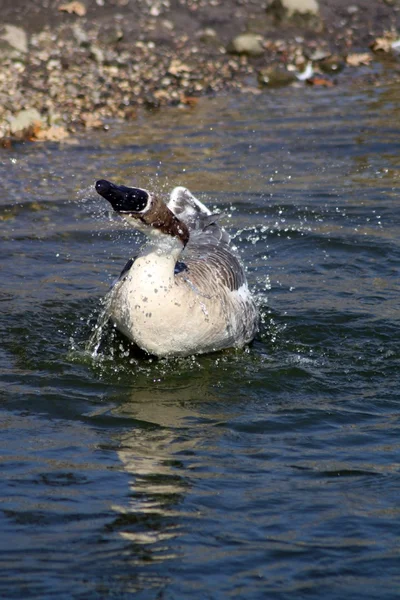 Gäss — Stockfoto