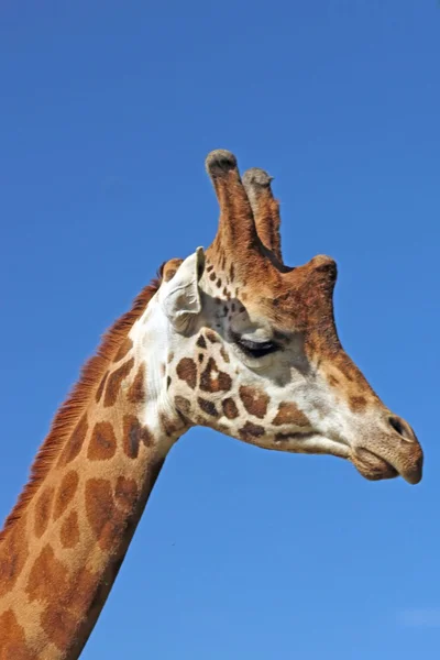 Giraffe — Stock Photo, Image