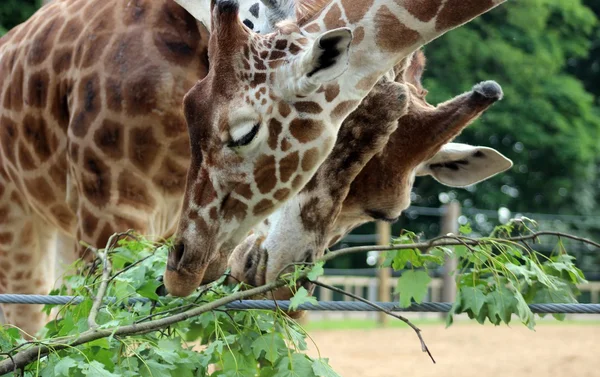 Giraffe — Stockfoto