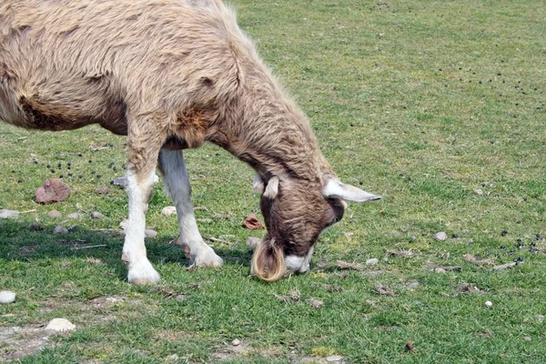 Ziege — Stockfoto