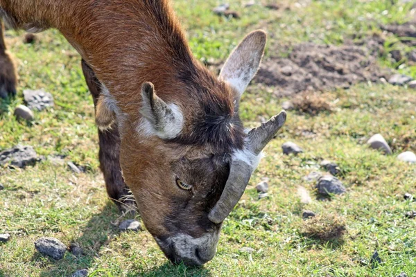 Goat — Stock Photo, Image