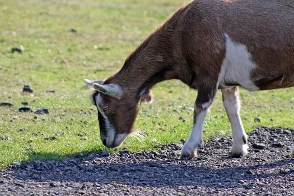 Caprino — Foto de Stock