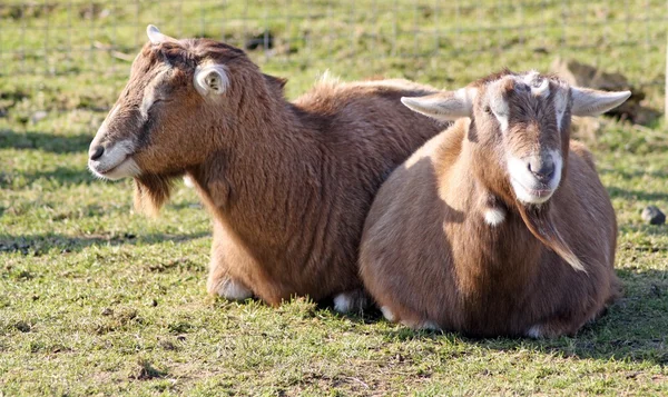 Ziege — Stockfoto