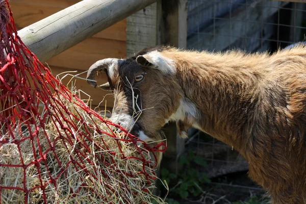 Goat — Stock Photo, Image