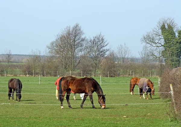 Pferde — Stockfoto