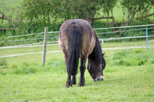 Horses — Stock Photo, Image