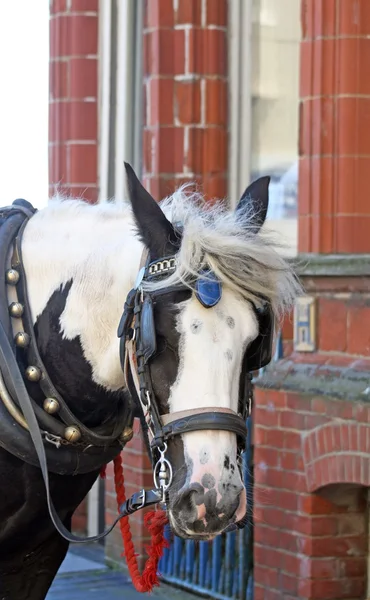 Horses — Stock Photo, Image