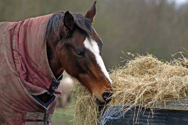 Horses — Stock Photo, Image