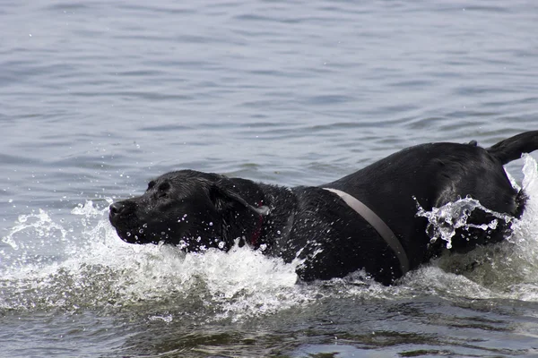 Cão no mar — Fotografia de Stock