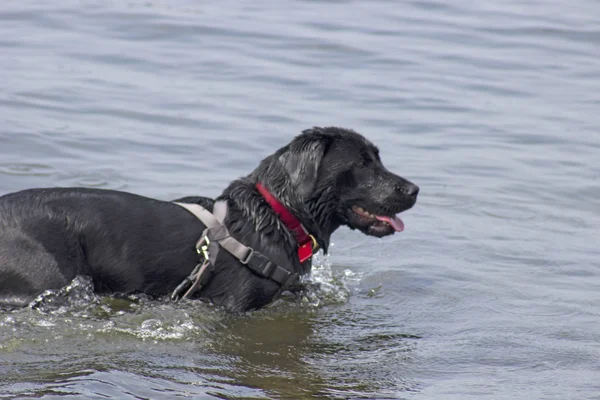 Hund im Meer — Stockfoto