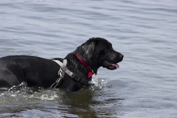 Pies w morzu — Zdjęcie stockowe