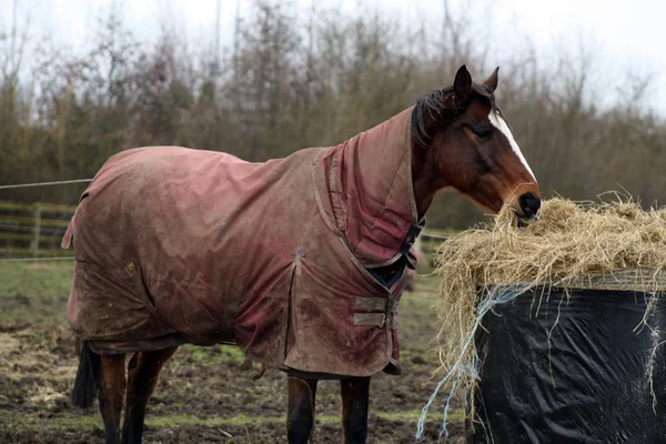 Paarden Stockfoto