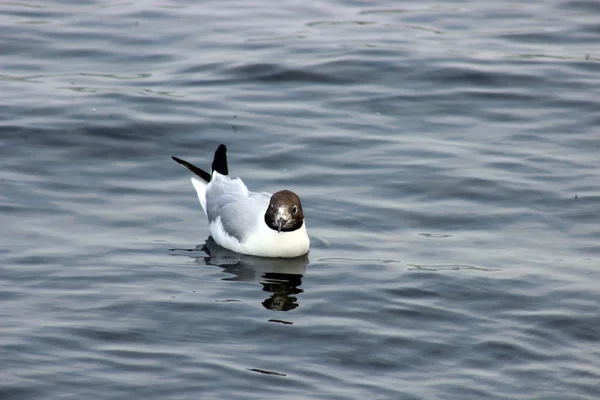 Fiskmås — Stockfoto