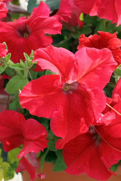 Hübsche Blumen — Stockfoto