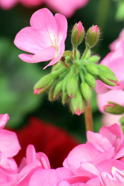 Mooie bloemen — Stockfoto