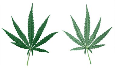 Sayfa yabani kenevir